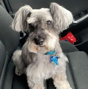 Meet your Posher, Shelley